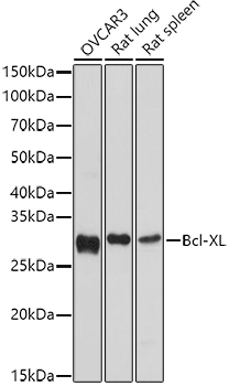 Bcl-XL Rabbit Polyclonal Antibody