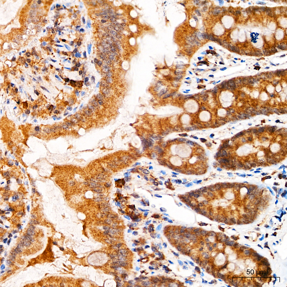 Beclin 1 Rabbit Polyclonal Antibody - Image 4