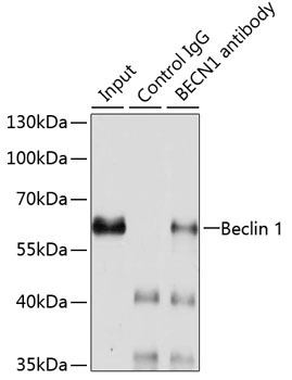 Beclin 1 Rabbit Polyclonal Antibody - Image 5
