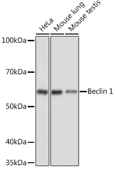 Beclin 1 Rabbit Polyclonal Antibody