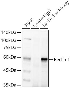 Beclin 1 Rabbit Polyclonal Antibody - Image 2