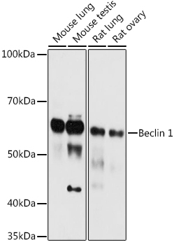 Beclin 1 Rabbit Polyclonal Antibody