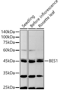 BES1 Rabbit Polyclonal Antibody
