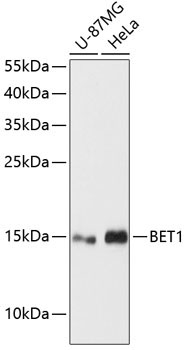 BET1 Rabbit Polyclonal Antibody