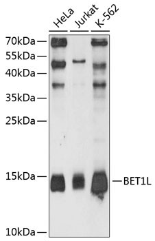 BET1L Rabbit Polyclonal Antibody