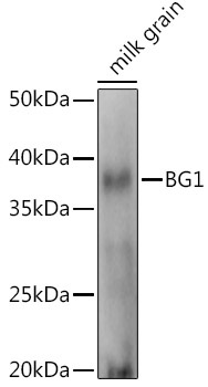 BG1 Rabbit Polyclonal Antibody