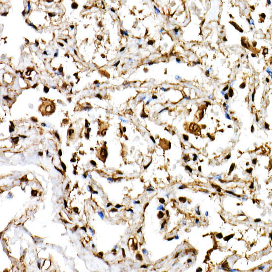 BHLHE40 Rabbit Polyclonal Antibody - Image 2