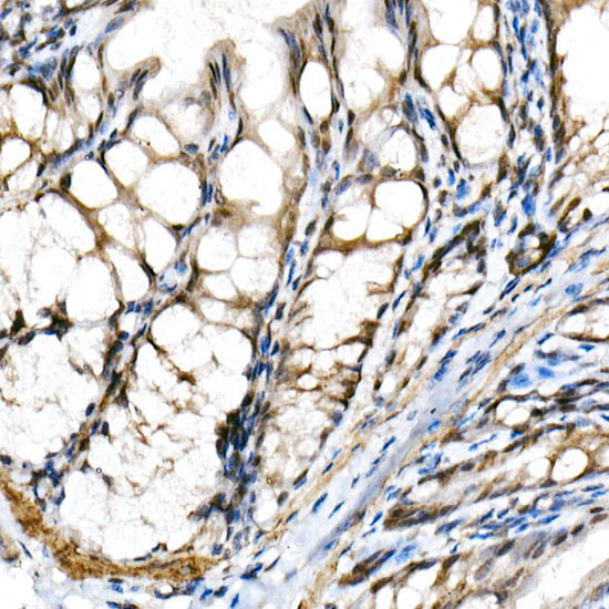 BHLHE40 Rabbit Polyclonal Antibody - Image 3