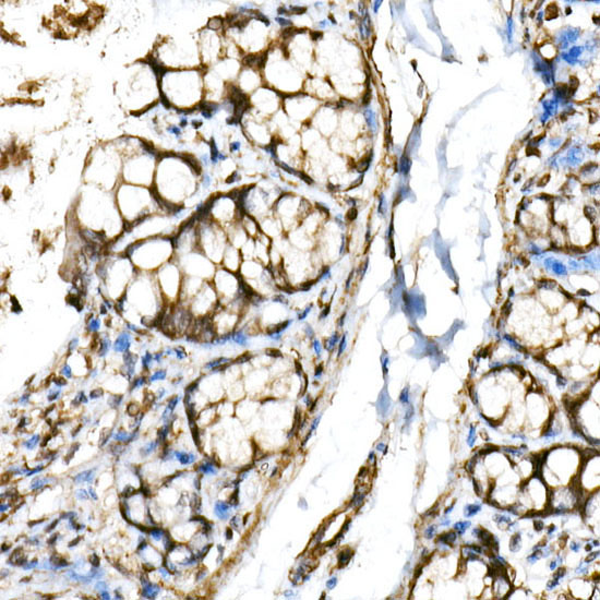 BHLHE40 Rabbit Polyclonal Antibody - Image 4
