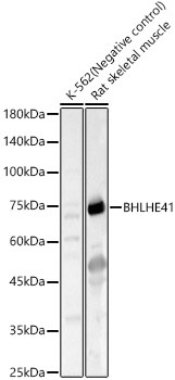 BHLHE41 Rabbit Polyclonal Antibody