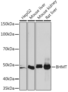 BHMT Rabbit Monoclonal Antibody