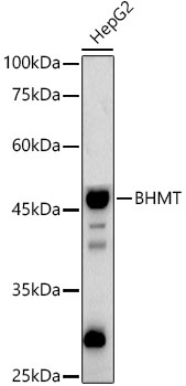 BHMT Rabbit Polyclonal Antibody - Image 2