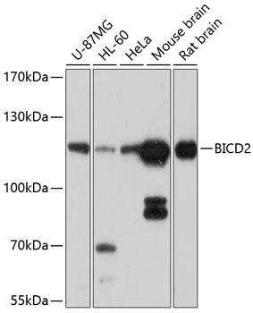 BICD2 Rabbit Polyclonal Antibody