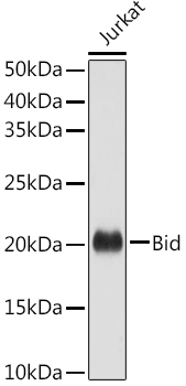 Bid Rabbit Polyclonal Antibody