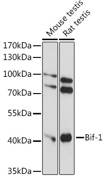 Bif-1 Rabbit Polyclonal Antibody