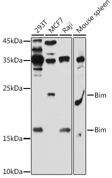 Bim Rabbit Polyclonal Antibody