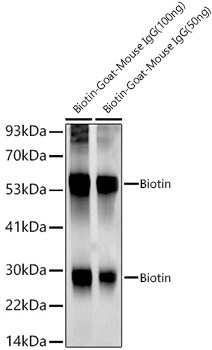 Biotin Rabbit Monoclonal Antibody