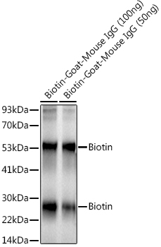 Biotin Rabbit Monoclonal Antibody