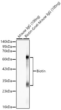 Biotin Rabbit Polyclonal Antibody