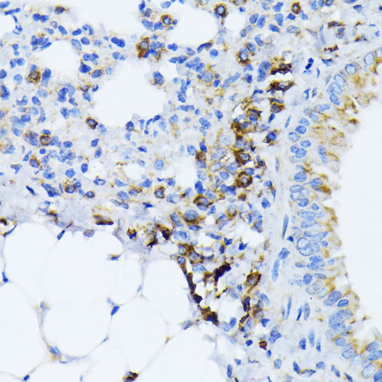 BiP/GRP78 Rabbit Polyclonal Antibody - Image 6