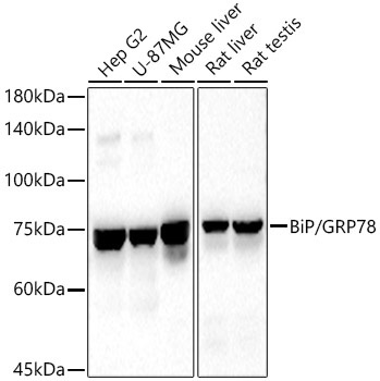 BiP/GRP78 Rabbit Polyclonal Antibody
