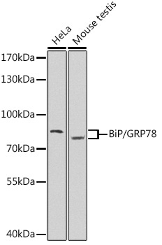 BiP/GRP78 Rabbit Polyclonal Antibody