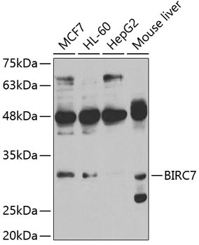 BIRC7 Rabbit Polyclonal Antibody