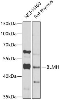 BLMH Rabbit Polyclonal Antibody