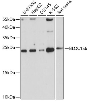 BLOC1S6 Rabbit Polyclonal Antibody