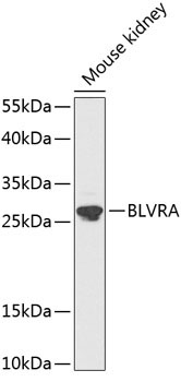 BLVRA Rabbit Polyclonal Antibody