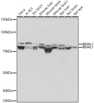 BMAL1 Rabbit Monoclonal Antibody