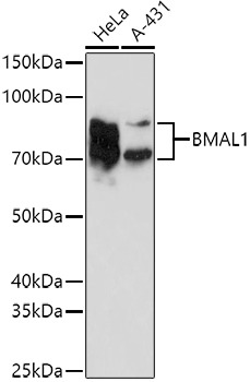 BMAL1 Rabbit Polyclonal Antibody