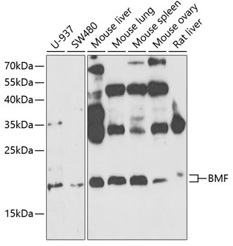 BMF Rabbit Polyclonal Antibody