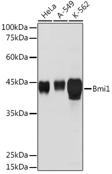 Bmi1 Rabbit Polyclonal Antibody