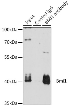 Bmi1 Rabbit Polyclonal Antibody - Image 3