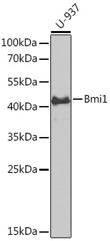 Bmi1 Rabbit Polyclonal Antibody