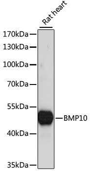 BMP10 Rabbit Polyclonal Antibody