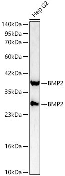 BMP2 Rabbit Polyclonal Antibody