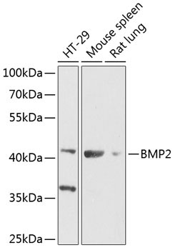 BMP2 Rabbit Polyclonal Antibody
