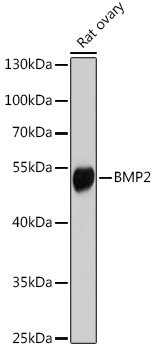 BMP2 Rabbit Polyclonal Antibody