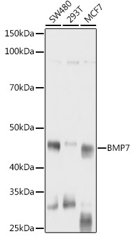 BMP7 Rabbit Polyclonal Antibody