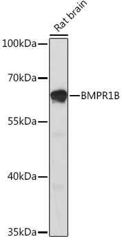 BMPR1B Rabbit Polyclonal Antibody