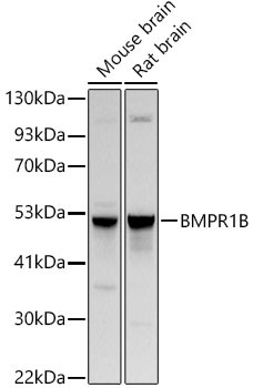 BMPR1B Rabbit Polyclonal Antibody
