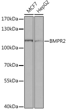 BMPR2 Rabbit Polyclonal Antibody