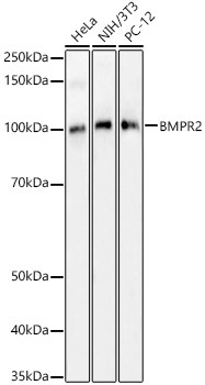 BMPR2 Rabbit Polyclonal Antibody
