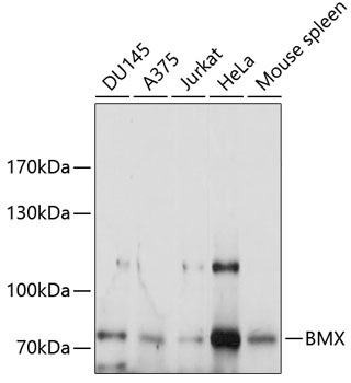 BMX Rabbit Polyclonal Antibody