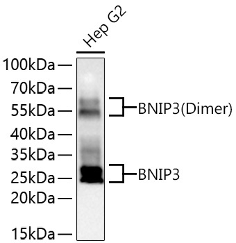 BNIP3 Rabbit Polyclonal Antibody