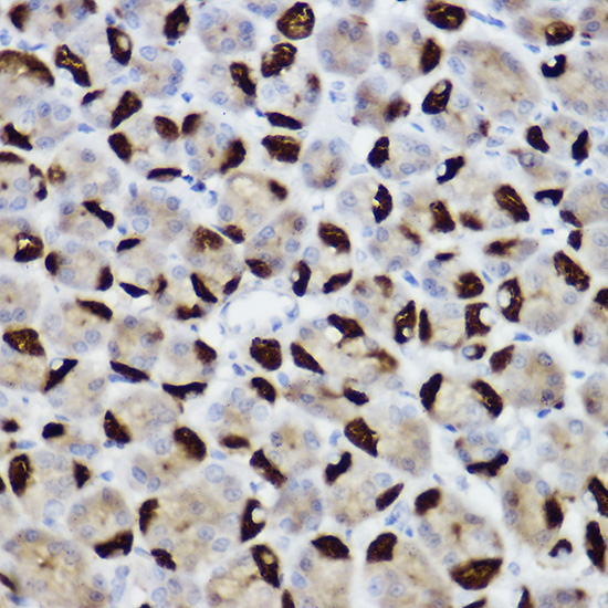 BNIP3 Rabbit Polyclonal Antibody - Image 3