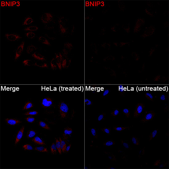 BNIP3 Rabbit Polyclonal Antibody - Image 4