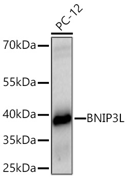 BNIP3L Rabbit Polyclonal Antibody